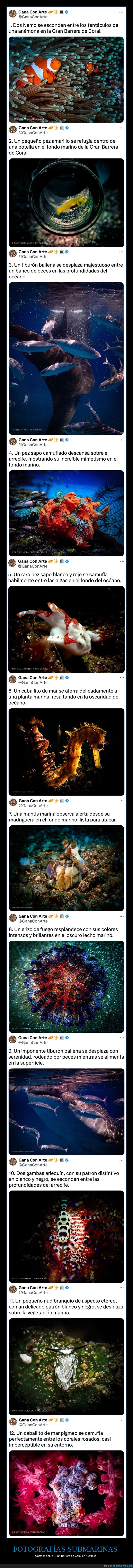 fotografías submarinas,gran barrera de coral