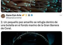 Enlace a Fotografías captadas en la Gran Barrera de Coral en Australia