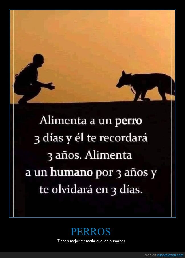 alimentar,perro,recordar,humano,olvidar