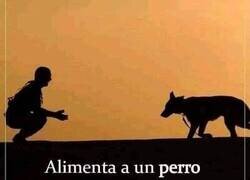 Enlace a Perros VS Humanos