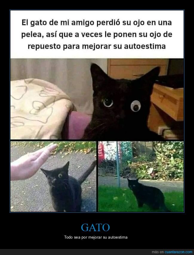 gatos,ojo