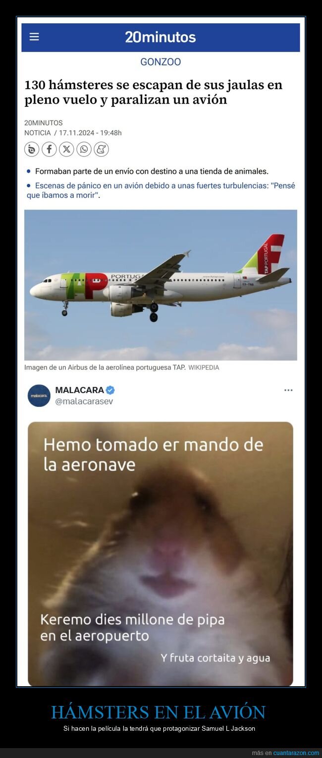 hámsters,avión,escapar,jaulas