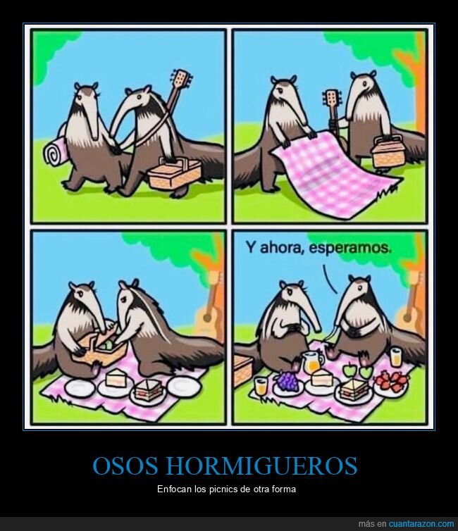 osos hormigueros