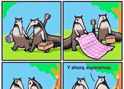 Enlace a Picnic de osos hormigueros