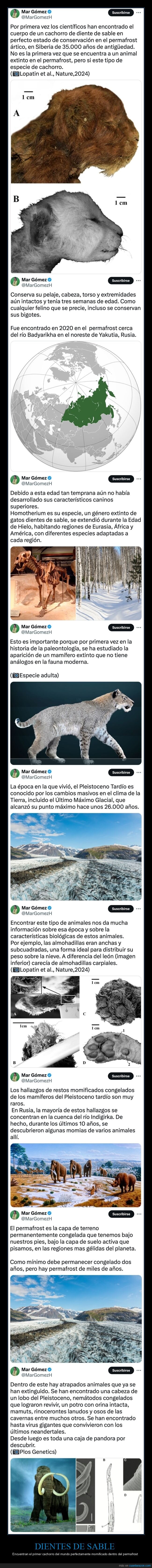 dientes de sable,cachorro,permafrost