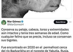 Enlace a Encuentran el primer cachorro de diente de sable del mundo perfectamente momificado dentro del permafrost