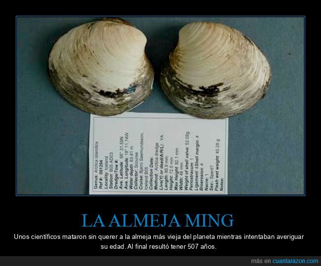 almeja ming,matar,edad