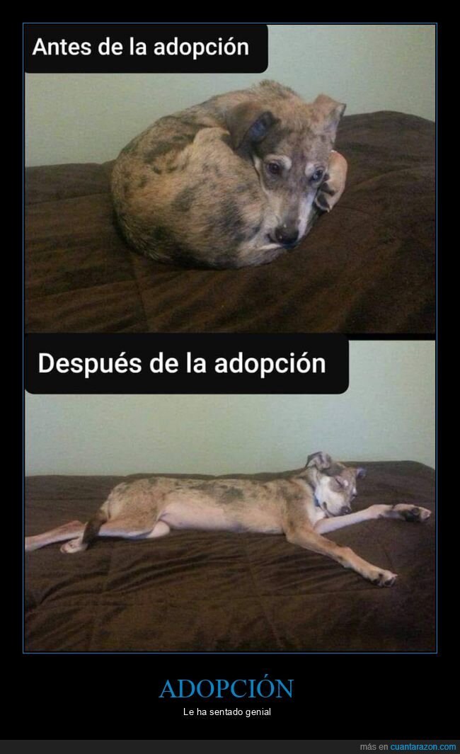 perros,adopción,antes,después