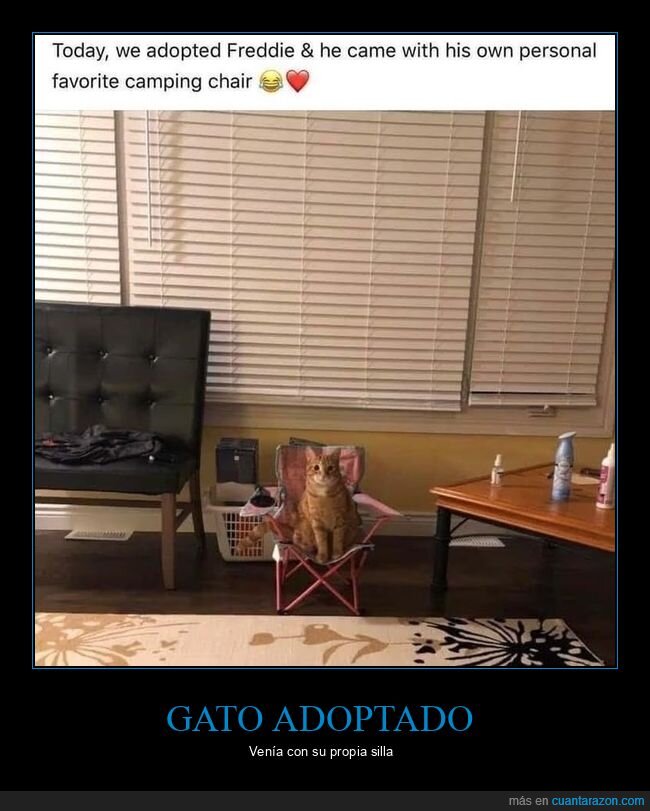 gato,adoptado,silla