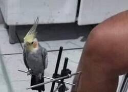 Enlace a Haciéndole compañía en los malos momentos