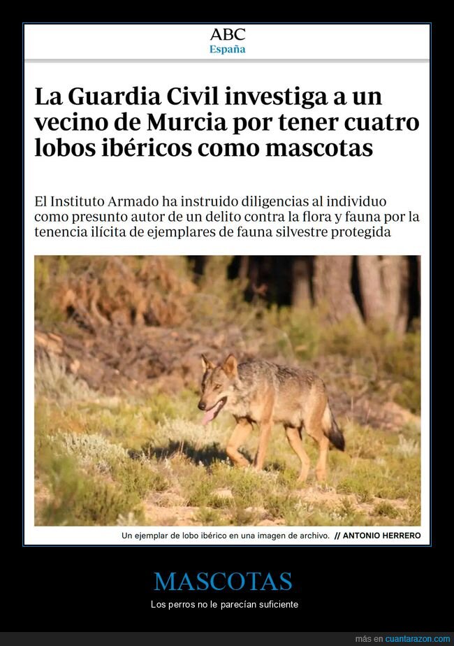 lobos,mascotas