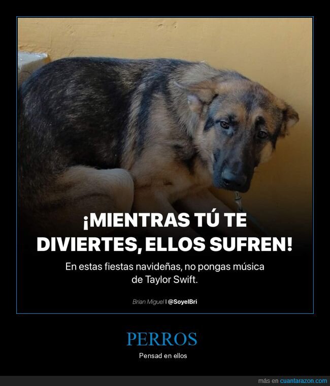 navidad,perros,taylor swift