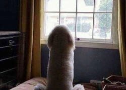 Enlace a Perro con forma peculiar