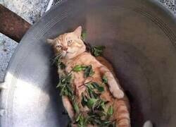 Enlace a Preparando su plato estrella