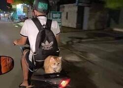 Enlace a Yendo sin ganas