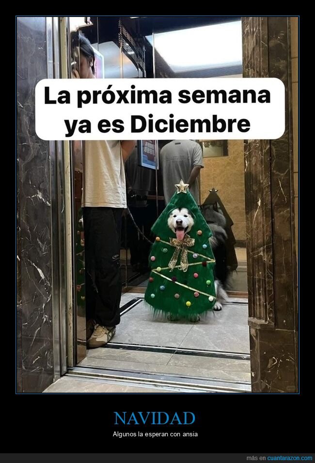 diciembre,perro,navidad
