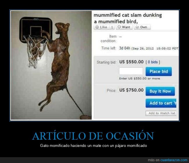 canasta,gatos,mate,momificado,pájaro,taxidermia,wtf