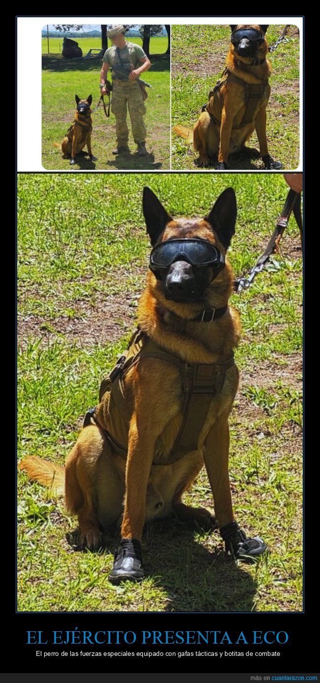 perros,ejército,fuerzas especiales