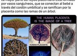 Enlace a Similitudes entre el cuerpo humano y la naturaleza