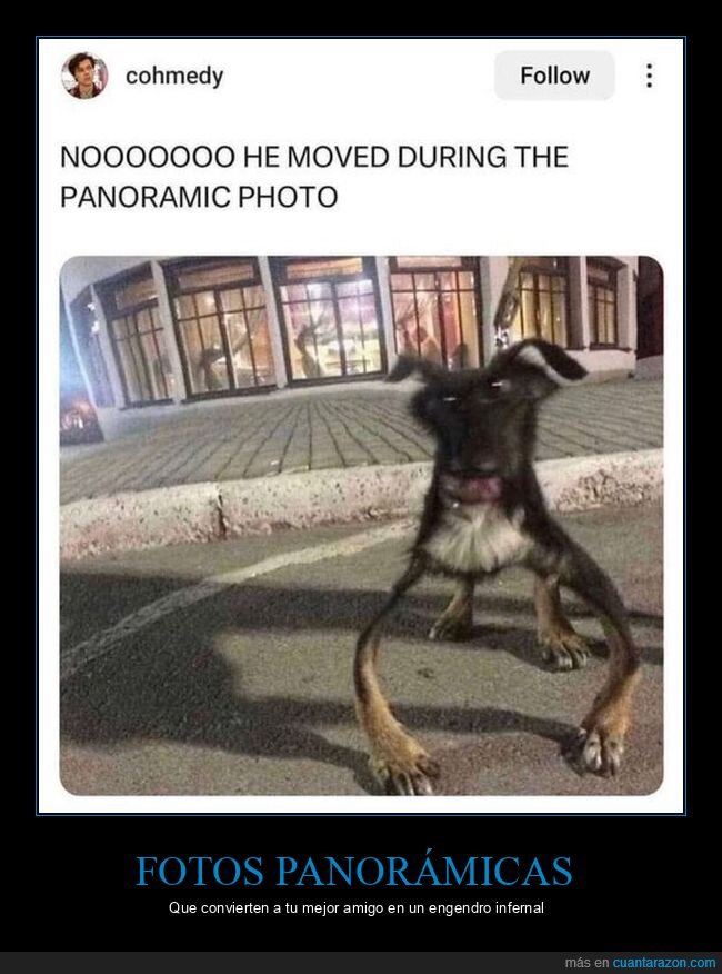 foto panorámica,perro,moverse