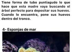 Enlace a Datos curiosos que seguramente no sabías sobre la naturaleza por los que supera a cualquier avance científico