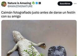 Enlace a No existe la amistad entre caimanes