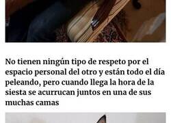 Enlace a Mascotas súper graciosas que no entienden de límites