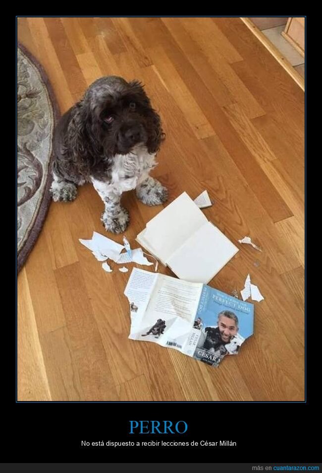 césar millán,libro,perros