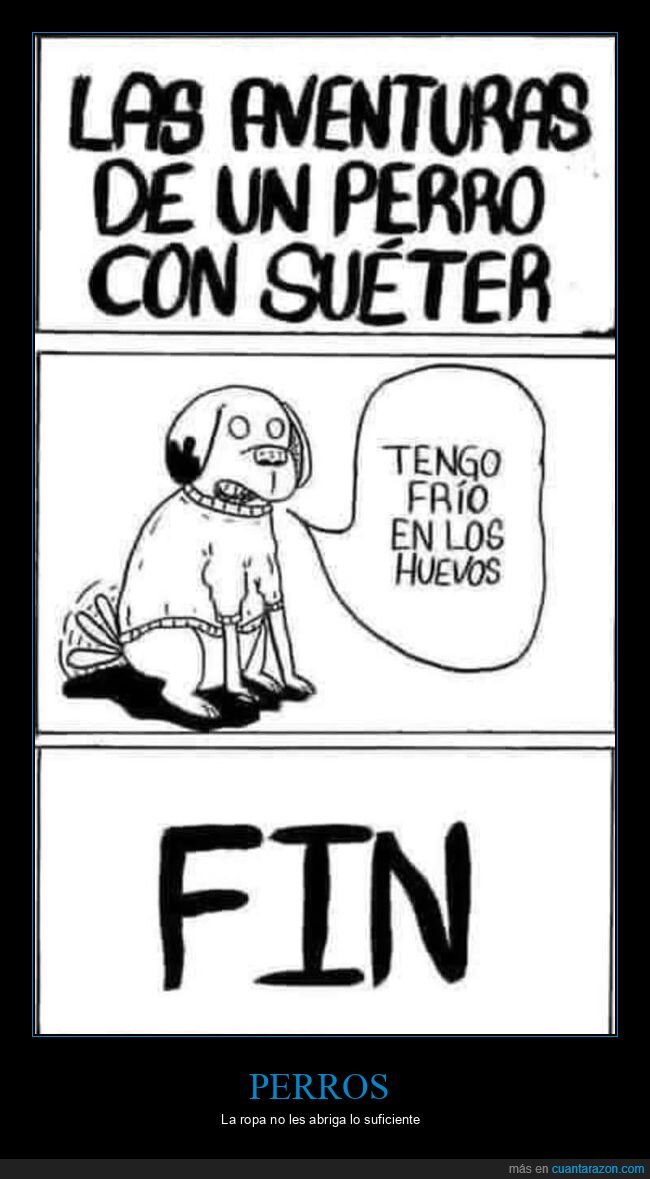 perro,suéter,frío