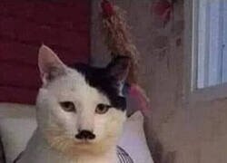 Enlace a Se llama Adolf