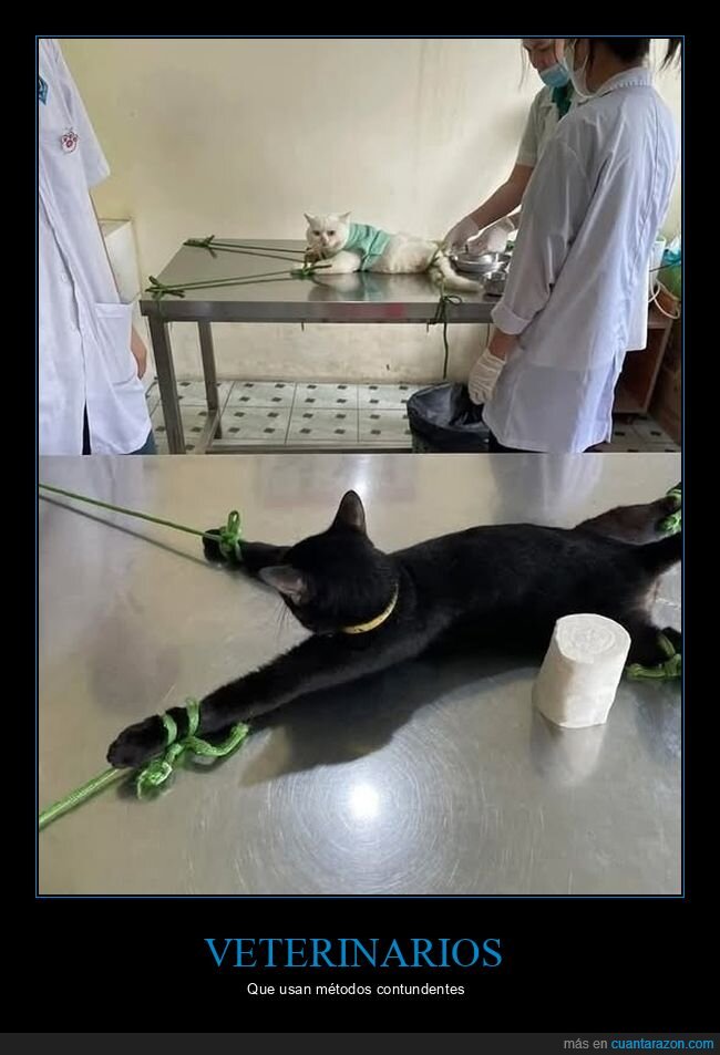 veterinario,gatos,atados