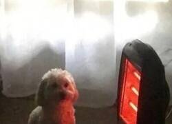 Enlace a Demasiado a gusto en casa