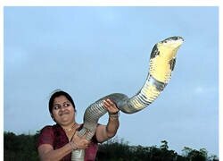 Enlace a El tamaño de la cobra real