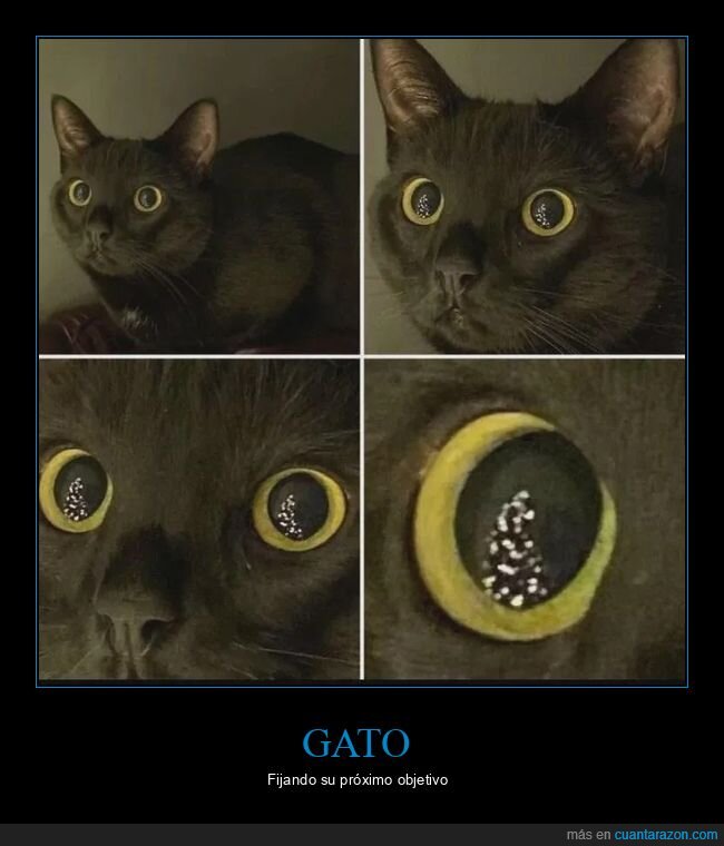gato,árbol de navidad,ojos