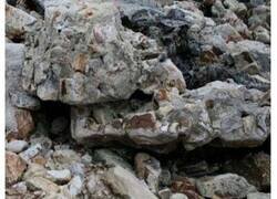 Enlace a Imágenes que muestran la efectividad de un buen camuflaje
