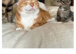 Enlace a Imágenes de animales que pueden mejorar tu día