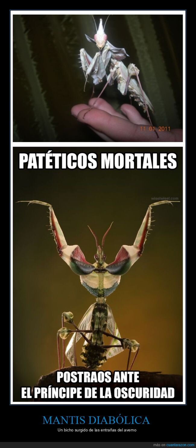 bicho,curiosidades,mantis,mantis diabólica