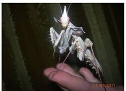 Enlace a Insecto terrorífico