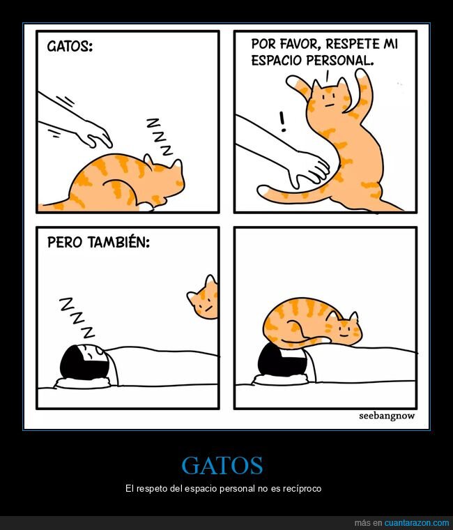 gato,espacio personal