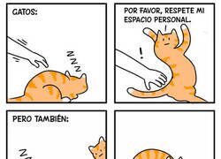 Enlace a La doble vara de medir felina