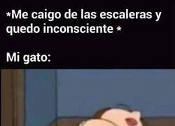 Enlace a Típica reacción felina