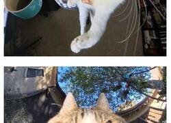 Enlace a Fotos graciosas de gatos que su dueño capturó con una cámara en 360º