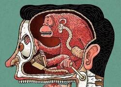 Enlace a La verdad sobre el funcionamiento humano