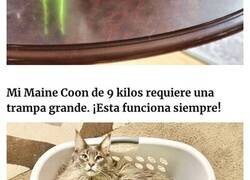 Enlace a Estas personas que dominan el arte de ser más astutas que los felinos comparten sus mejores trampas para gatos