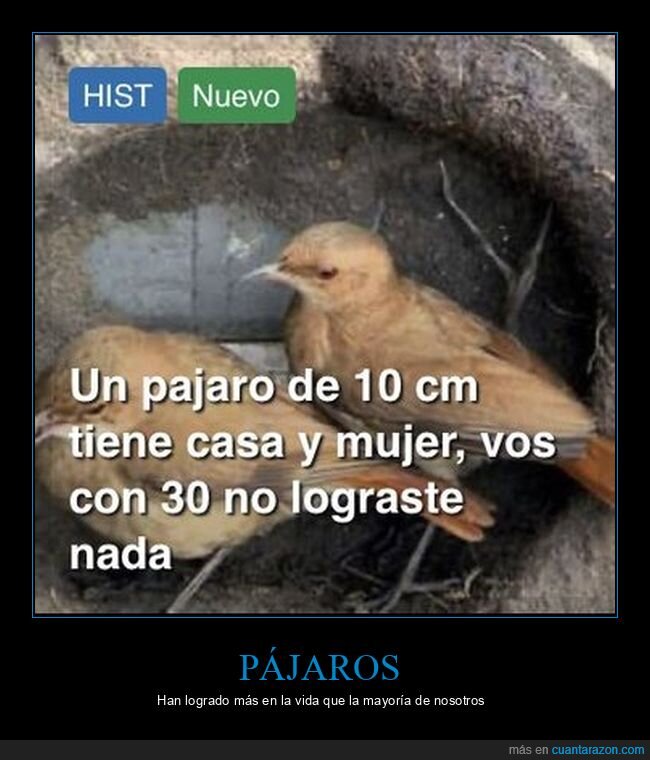 pájaros,casa,mujer,lograr