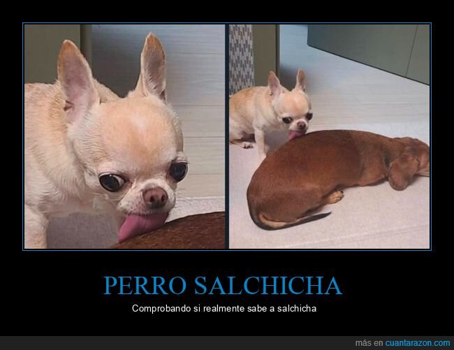 perro salchicha,perros