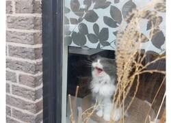 Enlace a Las fotos más adorables de gatos en ventanas