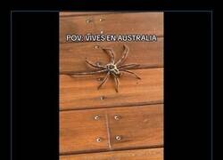Enlace a Lo de Australia y los bichos es de locos