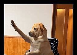 Enlace a El perro alemán