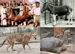 Enlace a Fotos y vídeos de animales ya extintos